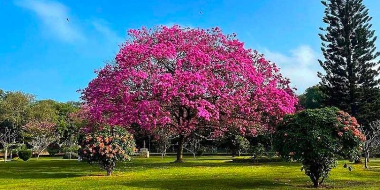 Cubbon Park - Pre-Wedding Shoot Locations in Bangalore