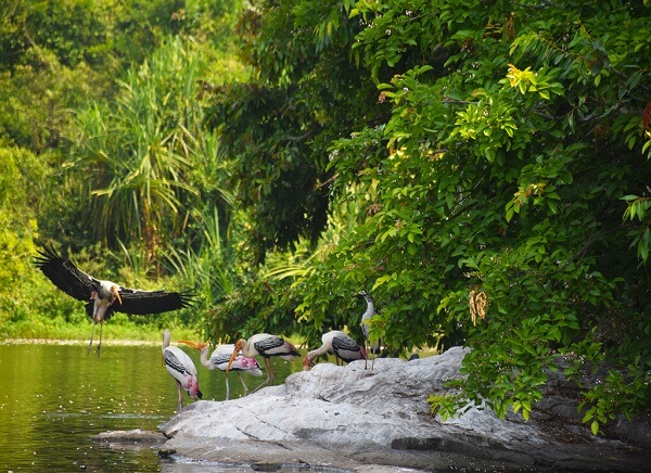 Salim Ali Bird Sanctuary Goa